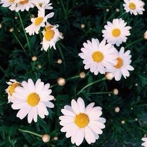 Meet your Posher, Violet